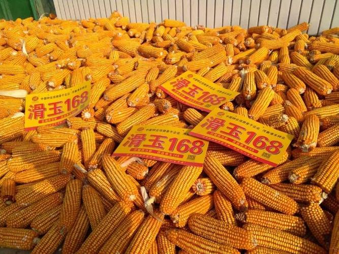 玉米高产品种介绍