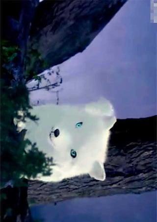 狐仙 全集(高清版)