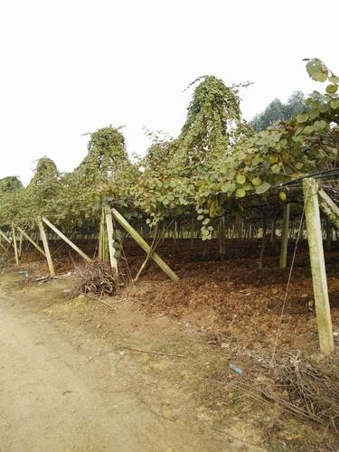 猕猴桃"塔型"或"人字形"牵引架,不可轻易模仿!