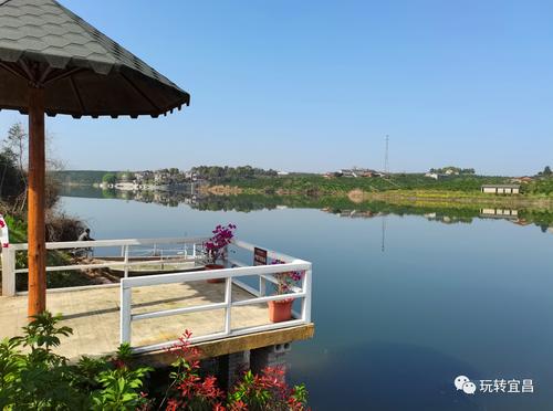 湖北赏花地图 |宜昌芝樱花海盛放,百亩"红地毯"美如童话
