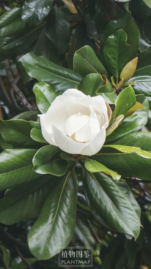 初夏刚开放的广玉兰让人想咬上一口