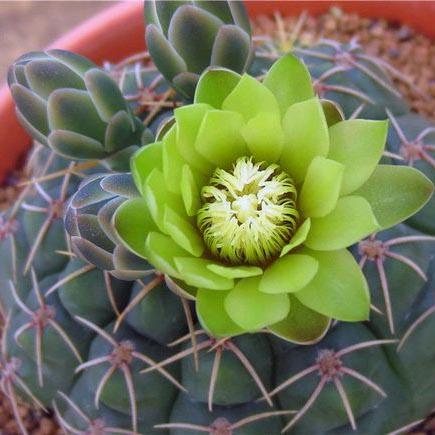 绯花玉开花仙人球植物防辐射桌面绿植室内花卉仙人掌多肉小盆栽