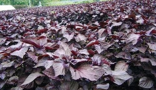 中药材紫苏经济效益好,掌握好种植技术管理是关键