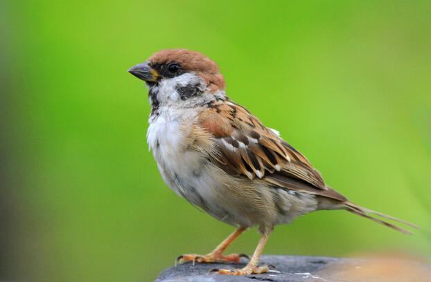 关于麻雀的谜语mp3