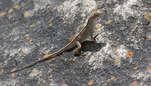 壁虎吃什么壁虎以什么为食