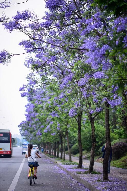 成都最美蓝花楹长廊来了,足足1700米.