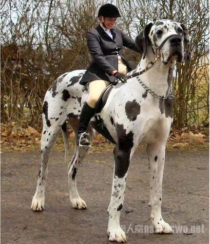 超级大狗图片大全