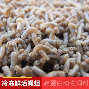 蝇蛆鲜活