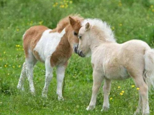 世界上最知名的三种小矮马,身高最矮的只有三十多厘米