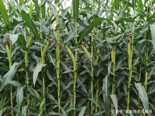 豫禾516是由河南豫玉种业股份有限公司选育的玉米新品种.