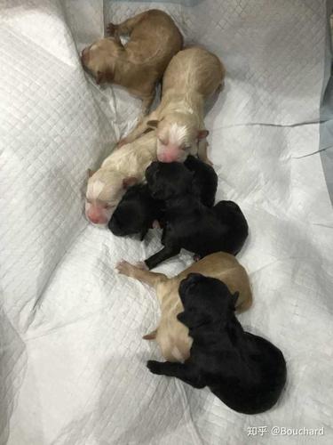 小狗刚出生时长什么样?