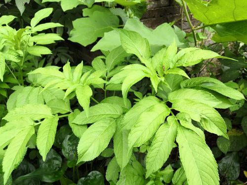 如飞了,铺在鸭舍里,就会在路边摘一些接骨草回去,奶奶就会说是风湿