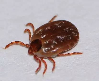 蜱虫俗称草爬子,扒嫉,瘦牛叮(意即牛都能被叮瘦),属于寄螨目,蜱总科.