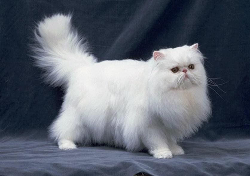 波斯猫(哺乳纲动物)