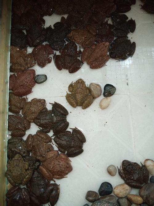 银杏别院美食【土甲鱼 土鳝鱼】