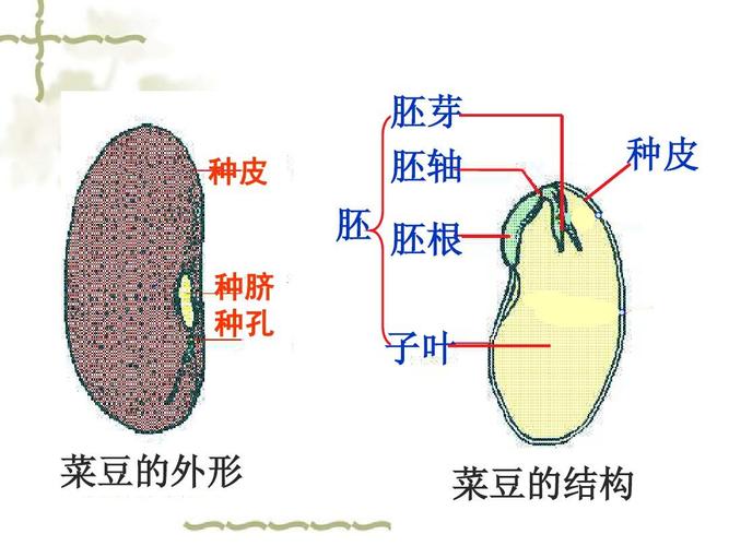 植物的一生(新2)