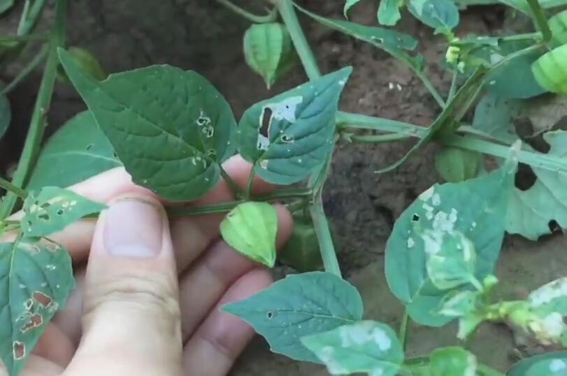 诱人的果子被人们连根拔起 现在才知道是治病良药 它叫灯龙草