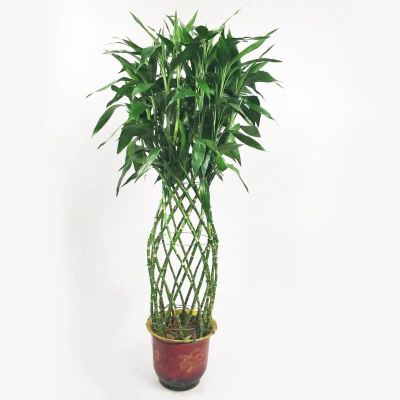 富贵竹竹笼富贵大型绿植转运竹编编制酒店大厅绿植