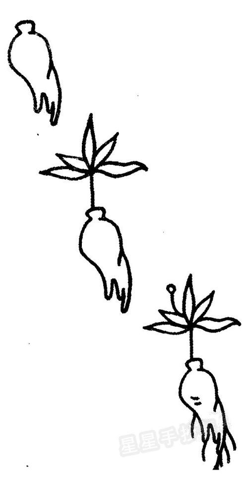 人参简笔画怎么画-儿童简笔画大全