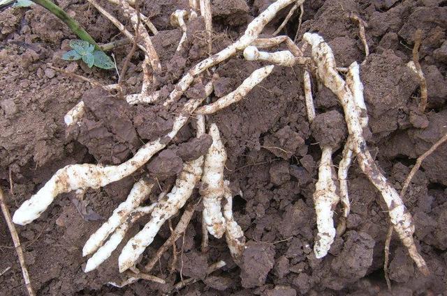 ",地笋属多年生草本植物之一,其营养价值及形态与人参,冬虫夏虫草相似