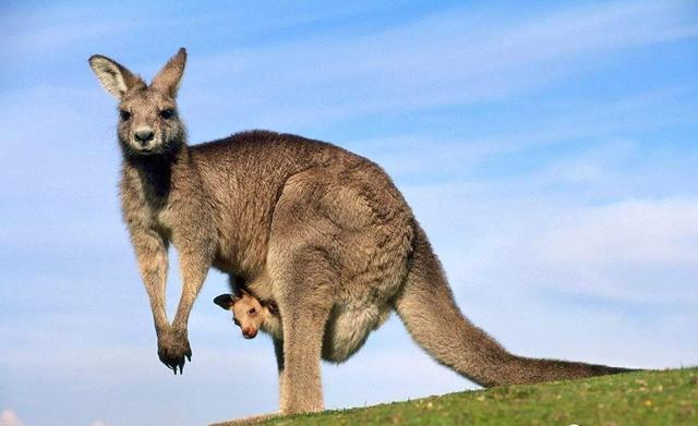 饲养员好奇翻开了袋鼠的袋子,看清楚后,宁愿自己从没