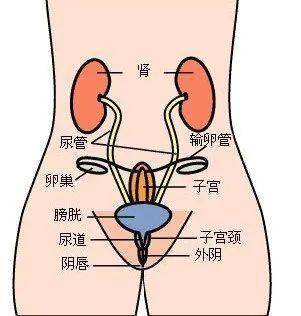 卵巢保养只需做到以下三点