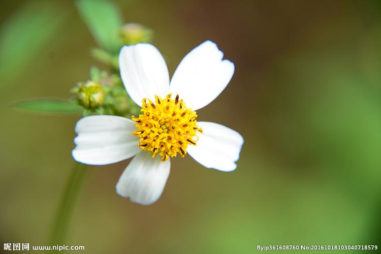 小白花图片