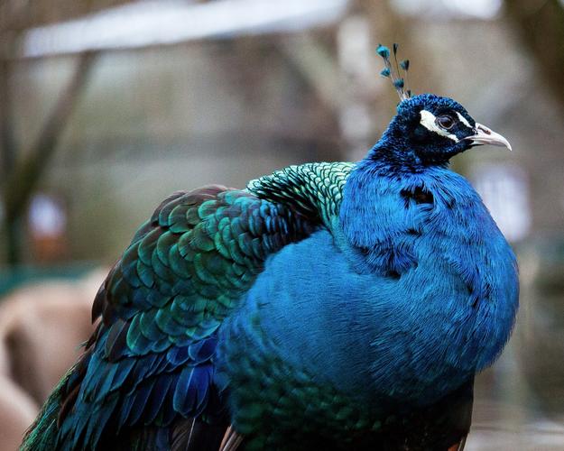 13 mb原图尺寸:3064*2452 简介:一组精美的漂亮多彩孔雀图片,漂亮