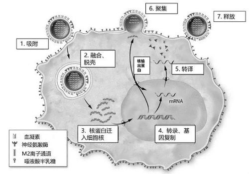图2.流感病毒复制示意图