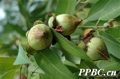 又名铁梨木,铁栗木,铁棱埋波朗,喃木波朗,莫拉.