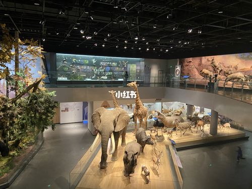 一定早带小朋友去的博物馆_浙江省自然博物馆(安吉分馆)攻略_景点
