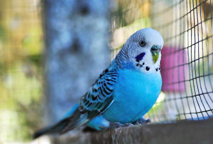 虎皮鹦鹉不会说话其实不然来看这一只是怎么训练成的