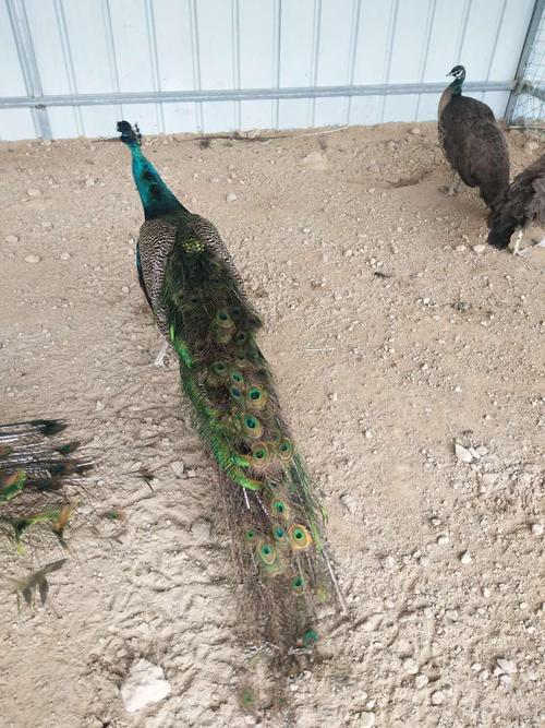 孔雀苗 蓝孔雀苗价格 蓝孔雀 成年白孔雀