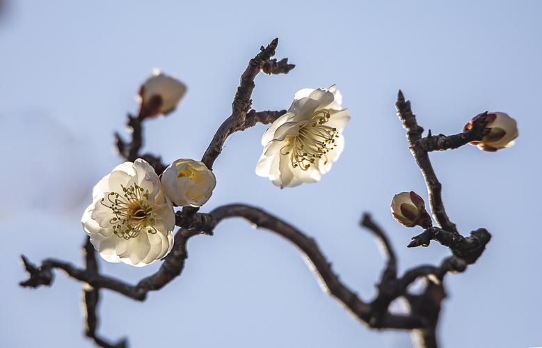 梅花香自苦寒耒(龙游梅篇)