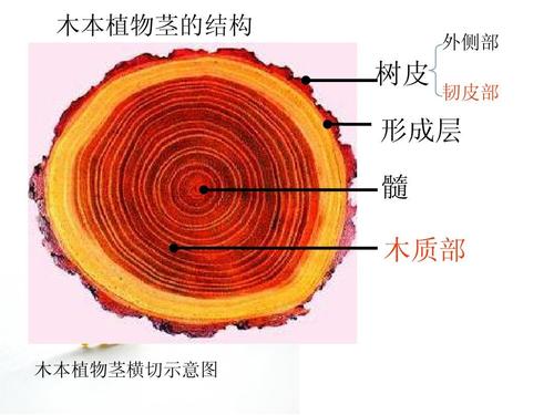 的结构 外侧部 树皮 韧皮部 形成层 髓 木质部 木本植物茎横切示意图