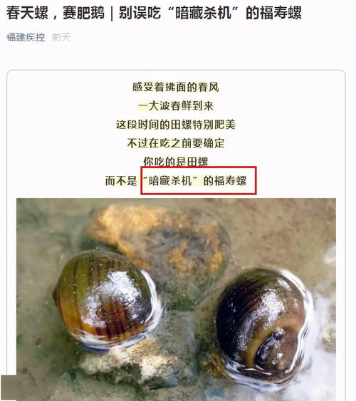 紧急提醒这种大个螺不能吃