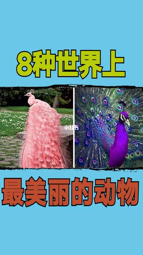 8种世界上最美丽的动物_寻找1000位科普达人_社科