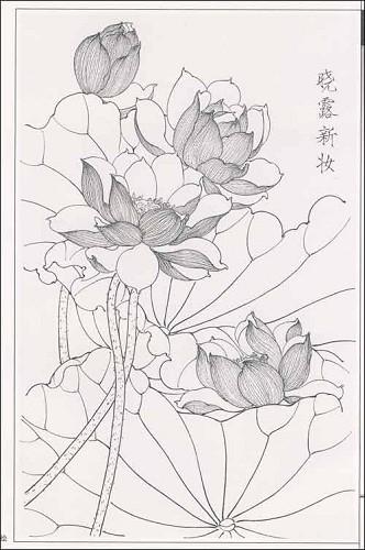 中国名花工笔线描画谱:荷花/陈凯凯-图书-卓越亚马逊