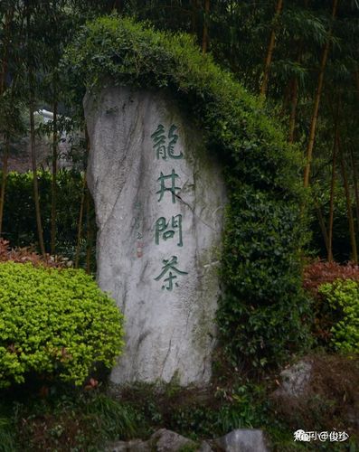 龙井问茶:细说狮峰龙井