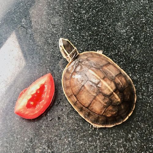 安布闭壳龟_安布闭壳龟_宠物_宠物其他