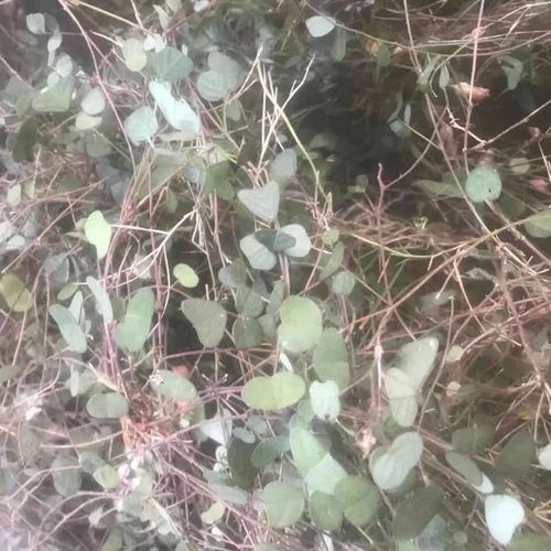 伟博草药铺地蝙蝠草 猪腰草 半边钱 干品1000g