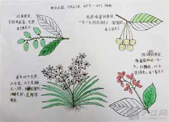 有关植物诗歌的手抄报