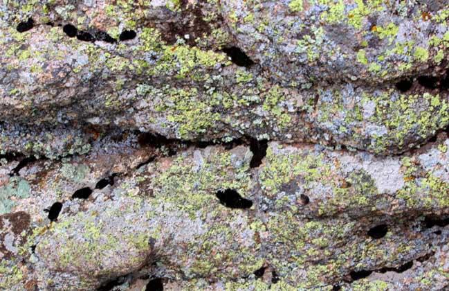 石花的功效与作用