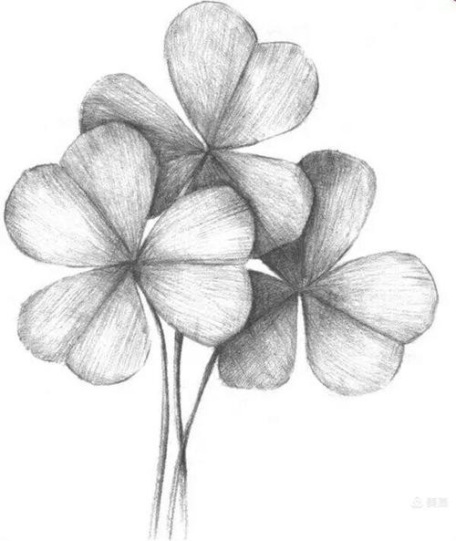 素描习作 ( 植物篇 )