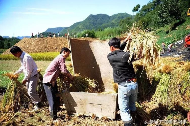 这户用的是更为传统的收割工具——伴桶.