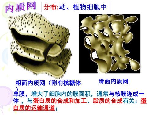 内的分工合作 分布:动,植物细胞中 滑面内质网 粗面内质网(附有核糖体