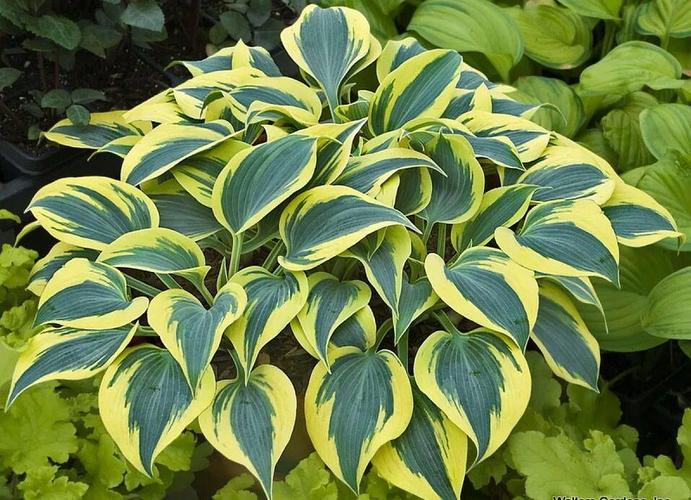 根据美国玉簪协会对玉簪品种的分类标准,可将玉簪按叶色分为八个品种