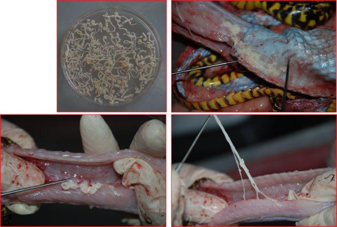 蛇肉里的寄生虫,话说不建议吃这个东西