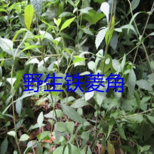 寿宁特产纯天然野生铁菱角 拳头 四角茶 溪荷 特价500