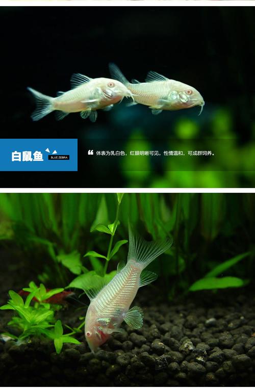 八种清洁鱼随机8送2,白鼠鱼3送1备损,青铜鼠鱼3送1备损,金苔鼠鱼3送1